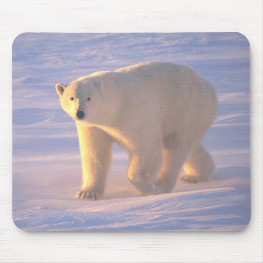 Eisbär-Morgen 2 Mousepad (Vorne)