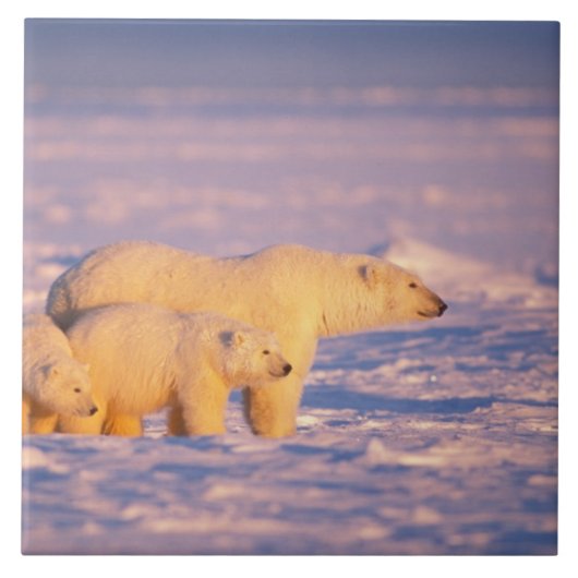Eisbär-Mutter mit Frühlingsjungen auf dem gefroren Fliese (Vorderseite)