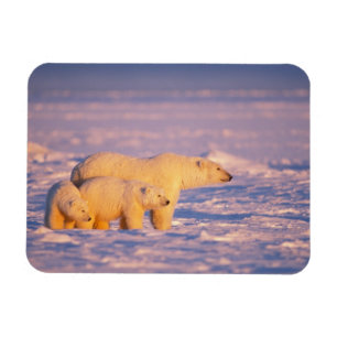Eisbär-Mutter mit Frühlingsjungen auf dem gefroren Magnet