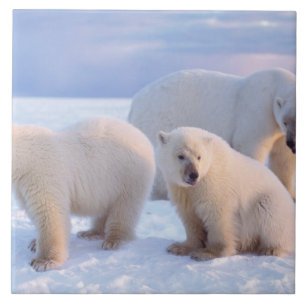 Eisbär-Mutter mit Jungen auf dem Packeis der Küste Fliese