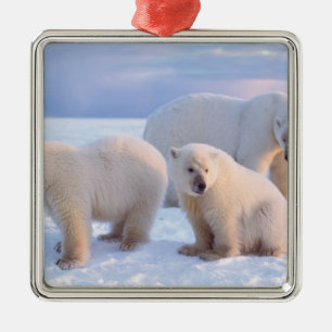 Eisbär-Mutter mit Jungen auf dem Packeis der Küste Ornament Aus Metall