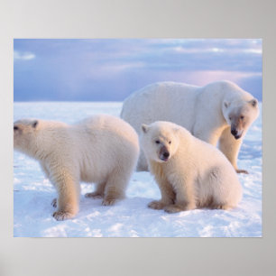 Eisbär-Mutter mit Jungen auf dem Packeis der Küste Poster