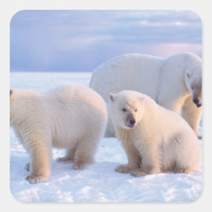 Eisbär-Mutter mit Jungen auf dem Packeis der Küste Quadratischer Aufkleber