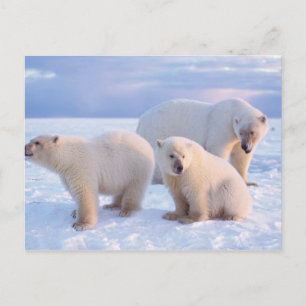Eisbär-Mutter mit Jungen auf Packeis der Küste Postkarte