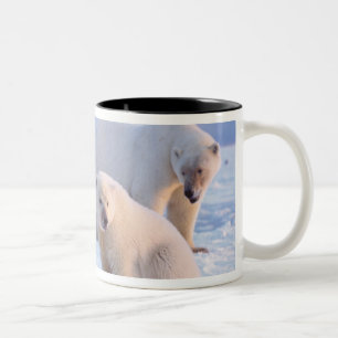 Eisbär-Mutter mit Jungen auf Packeis der Küste Zweifarbige Tasse