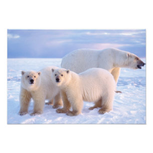 Eisbär-Mutter mit Jungen auf Packeis, Küste Fotodruck