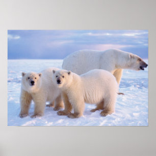 Eisbär-Mutter mit Jungen auf Packeis, Küste Poster