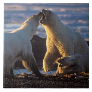 Eisbär-Mütter mit Jungtier an der Seite, 1002 Küst Fliese