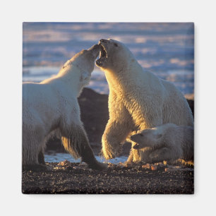 Eisbär-Mütter mit Jungtier an der Seite, 1002 Küst Magnet