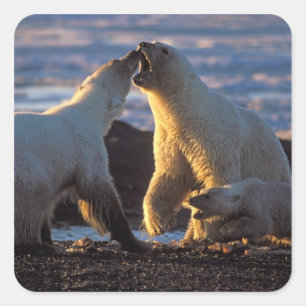 Eisbär-Mütter mit Jungtier an der Seite, 1002 Küst Quadratischer Aufkleber