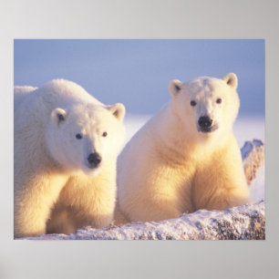 Eisbär-Mutter mit Jungtier auf Packeis Poster