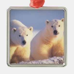 Eisbär-Mutter mit Jungtier auf Packeis Silbernes Ornament