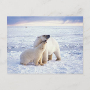 Eisbär-Mutter mit Jungtier, Packeis Postkarte
