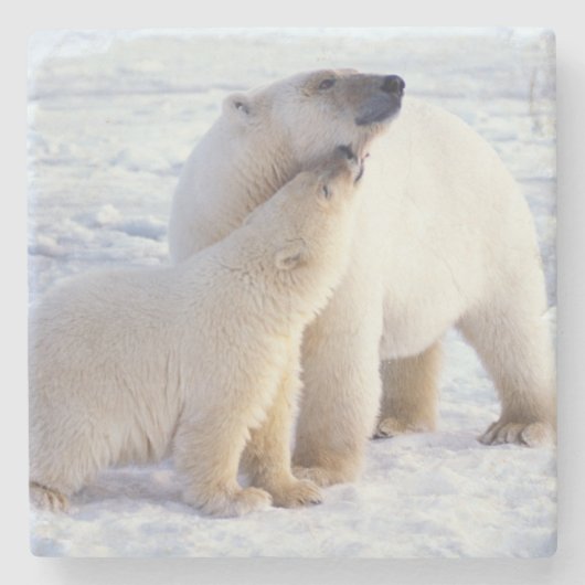 Eisbär-Mutter mit Jungtier, Rudel Steinuntersetzer (Vorderseite)