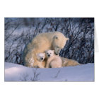 Eisbär-Mutter sitzt mit Zwillingen,