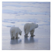 Eisbär-Mutter und CUB Fliese (Vorderseite)