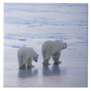 Eisbär-Mutter und CUB Fliese