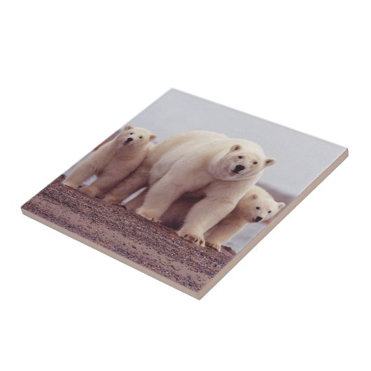 Eisbär-Mutter und CUB Fliese (Seite)
