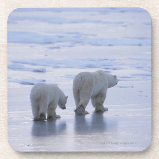 Eisbär-Mutter und CUB Untersetzer (Vorderseite)