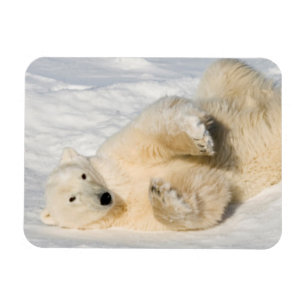 Eisbär nahe der Hudson Bay Magnet