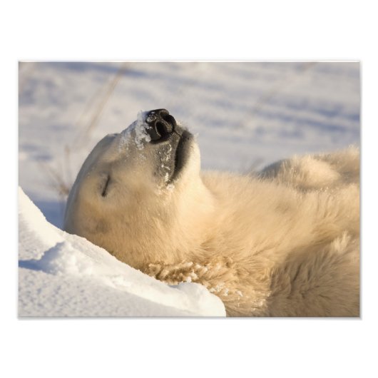 Eisbär-Nickerchen Fotodruck (Vorne)