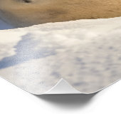 Eisbär-Nickerchen Fotodruck (Ecke)
