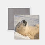 Eisbär-Nickerchen Magnet (Vorderseite/Rückseite)