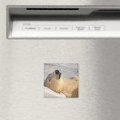 Eisbär-Nickerchen Magnet (In Situ (Geschirrspüler))