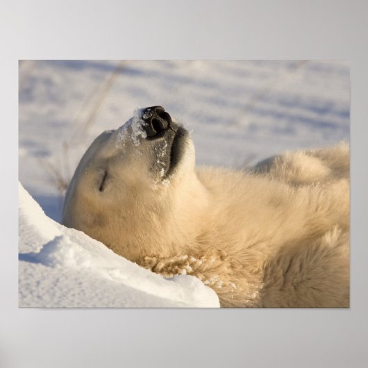 Eisbär-Nickerchen Poster (Vorne)