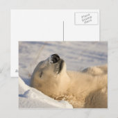 Eisbär-Nickerchen Postkarte (Vorne/Hinten)