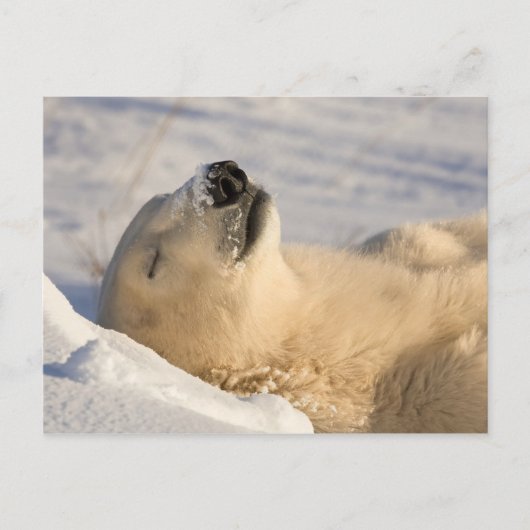 Eisbär-Nickerchen Postkarte (Vorderseite)