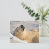 Eisbär-Nickerchen Postkarte (Stehend Vorderseite)