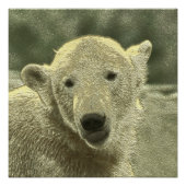 Eisbär Poster (Vorderseite)