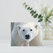 Eisbär Postkarte (Stehend Vorderseite)