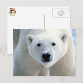 Eisbär Postkarte (Vorne/Hinten)