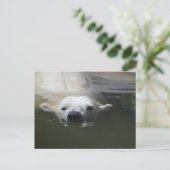 Eisbär Postkarte (Stehend Vorderseite)