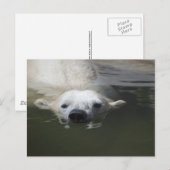 Eisbär Postkarte (Vorne/Hinten)