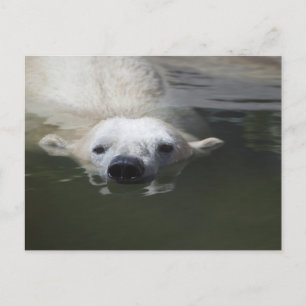 Eisbär Postkarte