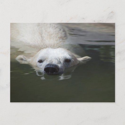 Eisbär Postkarte (Vorderseite)