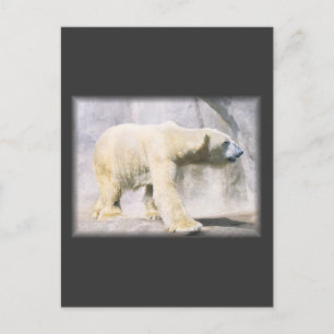 Eisbär Postkarte