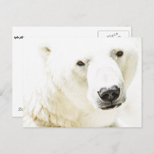 Eisbär Postkarte (Vorne/Hinten)