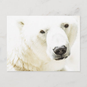 Eisbär Postkarte