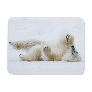 Eisbär rollt im Schnee, Norwegen Magnet
