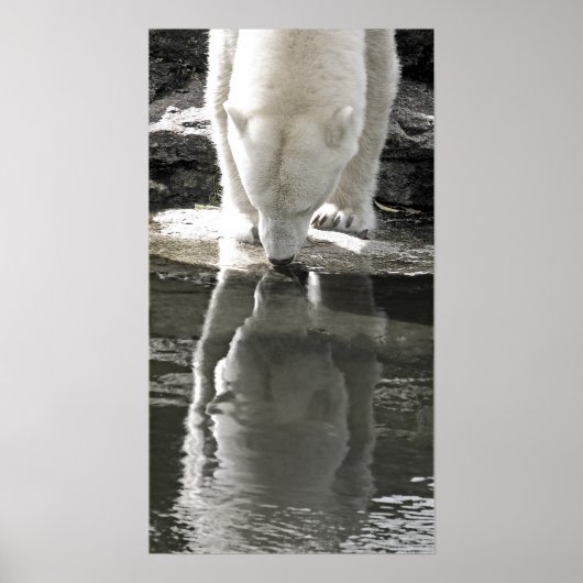 Eisbär, schwarz und weiß (7) poster (Vorne)
