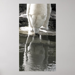 Eisbär, Teil Schwarzweiss-(7) Poster