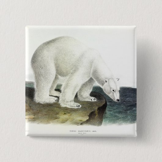 Eisbär (Ursus Maritimus), Audubon Quadrupeds Button (Vorderseite)