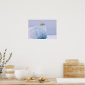 Eisbär, Ursus maritimus, auf einem Riesen Poster (Küche)