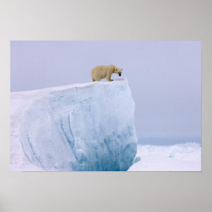 Eisbär, Ursus maritimus, auf einem Riesen Poster