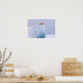 Eisbär, Ursus maritimus, auf einem Riesen Poster (Küche)