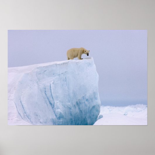 Eisbär, Ursus maritimus, auf einem Riesen Poster (Vorne)